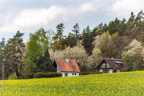 Obraz na płótnie Houses on the edge of a rapeseed field, Czech Republic w salonie