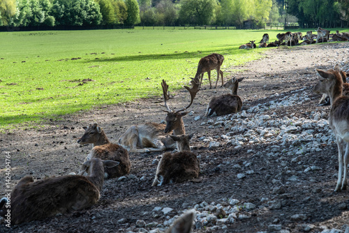 Large herd of deer and roe deer resting on green meadow in scenic Bavaria. A tranquil nature scene perfect for wildlife, editorial, travel, or environmental concepts