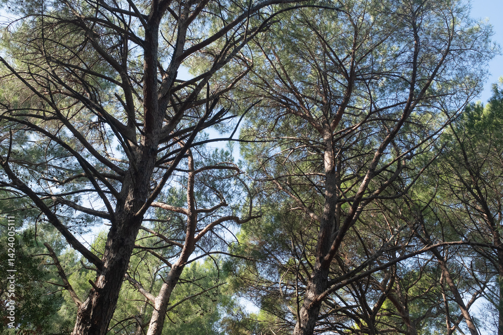 Lush Forest Canopy with Tall Trees and Clear Blue Sky. The towering trees and their interwoven branches create a natural atmosphere, ideal for themes of tranquility, nature, and outdoor exploration. Lush Forest Canopy with Tall Trees and Clear Blue Sky. The towering trees and their interwoven branches create a natural atmosphere, ideal for themes of tranquility, nature, and outdoor exploration.
