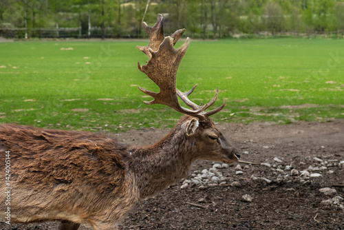 Majestic red deer with large antlers on green grass in scenic Bavarian nature — a striking wildlife moment ideal for nature, editorial, travel, or educational themes.