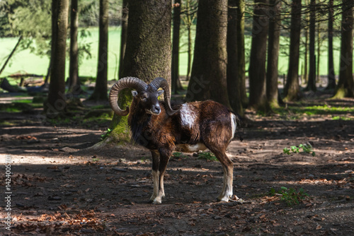 Wild ram standing among trees in dark forest, showing strength and natural beauty. Ideal wildlife and nature image for editorial, outdoor, and educational projects