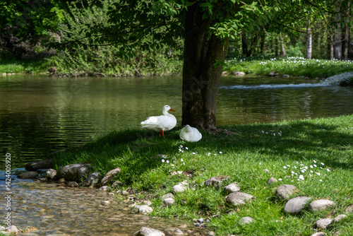Two white wild ducks standing under a tree with forest and small lake in background — a peaceful wildlife moment perfect for nature, editorial, travel, and outdoor projects