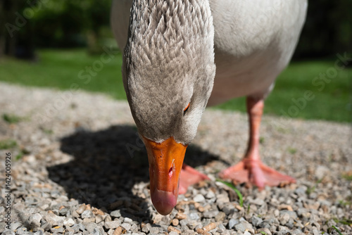 Close-up of wild goose with head down — graceful natural detail and calm wildlife moment, perfect for nature, editorial, educational, and environmental use