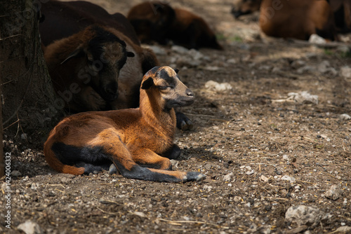 Little lamb resting in shade under tree, surrounded by its sheep family — a peaceful, heartwarming rural moment perfect for nature, farm life, family themes, and emotional storytelling