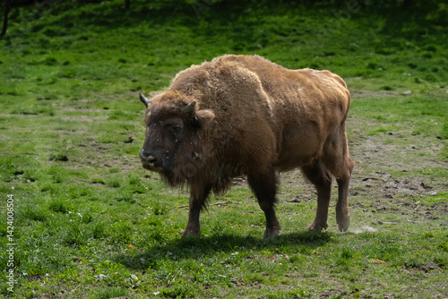 European bison walks across green grass after leaving forest — a powerful image of wild nature, strength, and conservation, perfect for wildlife, editorial, and ecological storytelling