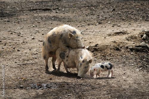 Wild boars mating in the forest during breeding season — a raw display of animal instincts and wildlife behavior. Perfect for nature, education, and editorial use