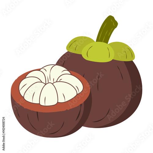 mangosteen fruit vector with cross section