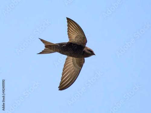 Common swift (Apus apus)
