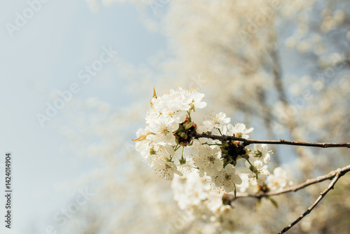 Blooming spring tree. Cherry blossoms
