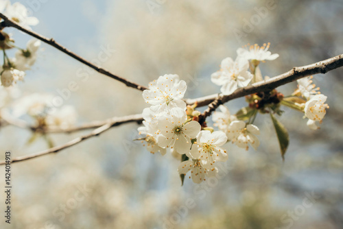 Blooming spring tree. Cherry blossoms