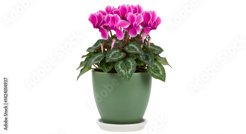 Wallpaper Mural Pink cyclamen houseplant in green pot Torontodigital.ca