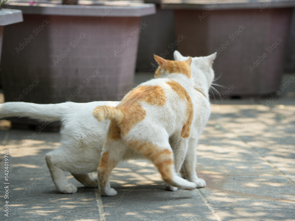 Cats fighting Cats fighting