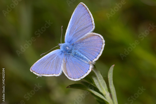 Common blue butterfly or European common blue, Polyommatus icarus, sitting on a plant