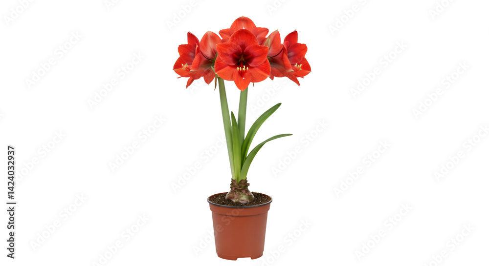 Fototapeta premium Red amaryllis plant in terracotta pot