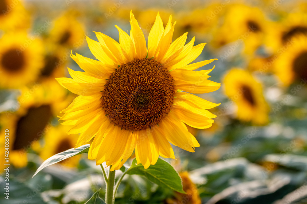 Bright sunflower in focus against a blurred field of blooming sunflowers under warm sunlight, a symbol of summer, joy, and agriculture Bright sunflower in focus against a blurred field of blooming sunflowers under warm sunlight, a symbol of summer, joy, and agriculture