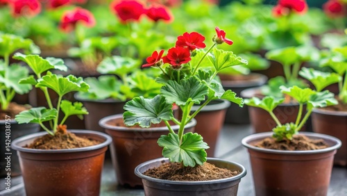 Pelargonium zonal seedlings in plastic flower pots, greenery, seedlings,  greenery, seedlings, nature