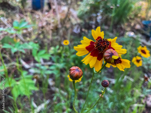 Beautiful yellow colour flower, Coreopsis tinctoria, commonly known as plains coreopsis, garden tickseed, golden tickseed, or calliopsis, is an annual forb.