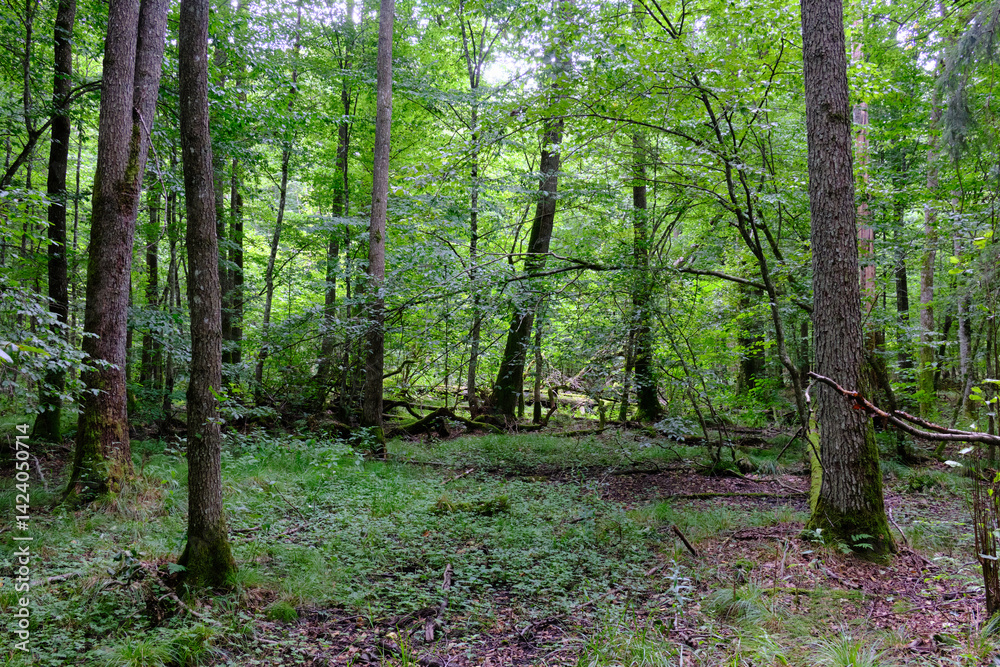 Obraz premium Late summer rich deciduous stand with old trees and lush foliage