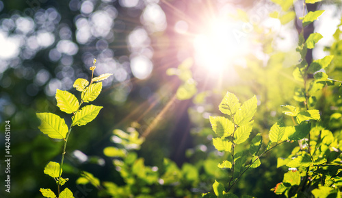 Young bright green hornbeam leaves with the first rays of spring sunshine piercing through the tree branches, a symbol of new life and the awakening of nature