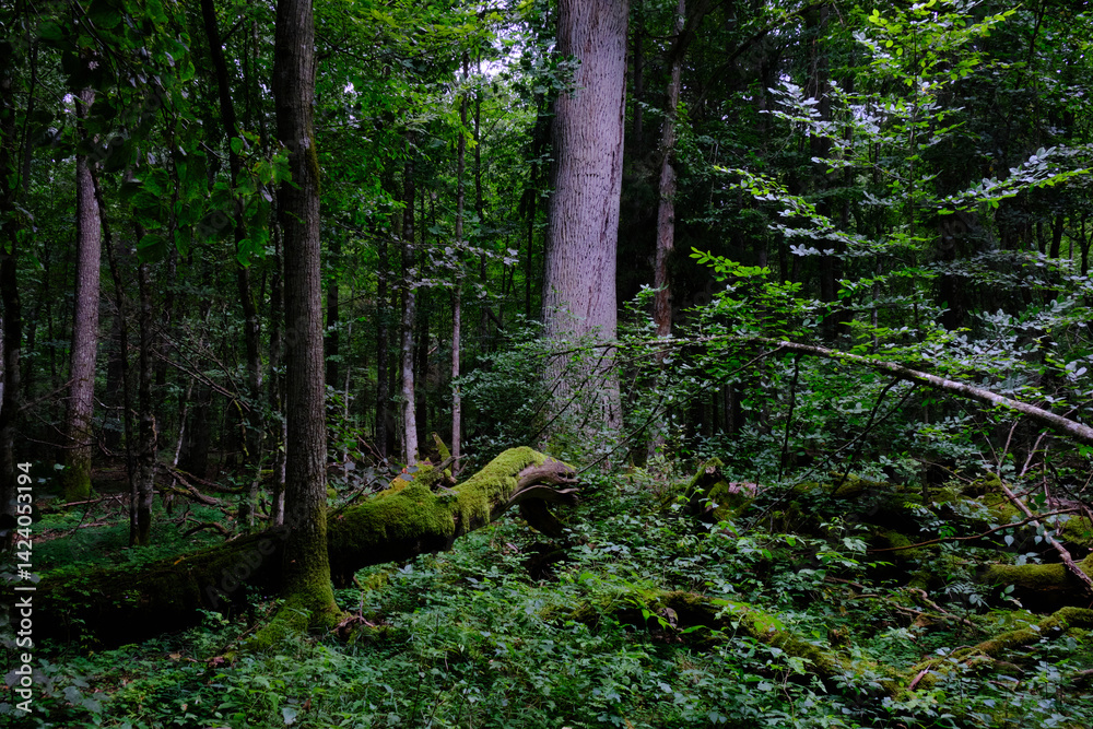Fototapeta premium Late summer rich deciduous stand with old trees and lush foliage