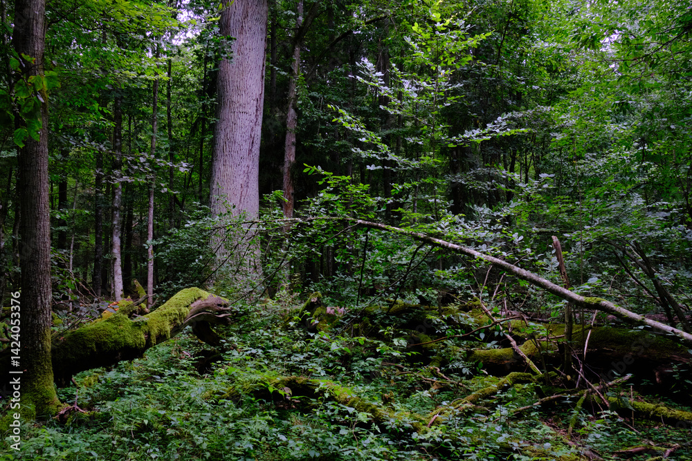 Fototapeta premium Late summer rich deciduous stand with old trees and lush foliage