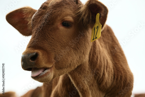 Beefmaster calf cow chewing cud closeup on farm, cute baby farm animal.