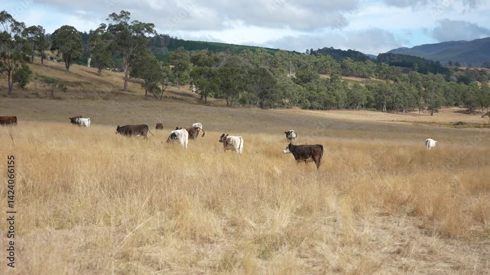 livestock in a meadow, sustainable carbon neutral farming being practiced. regenerative raised cows in a field. agricultural technology innovation.
livestock in a meadow, sustainable carbon neutral farming being practiced. regenerative raised cows in a field. agricultural technology innovation.