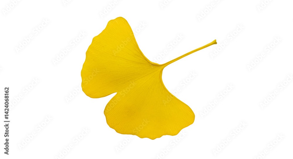 Naklejka premium Yellow ginkgo leaf black background