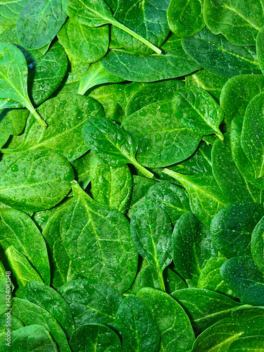 Fresh organic raw spinach leaves as a nutritious healthy green background
