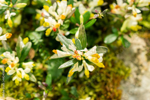 Shrubby milkwort or Polygala Chamaebuxus plant in Saint Gallen in Switzerland 21.3.2025 photo
