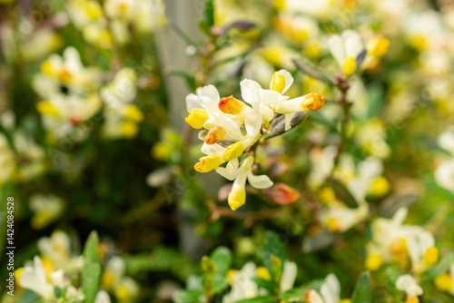 Shrubby milkwort or Polygala Chamaebuxus plant in Saint Gallen in Switzerland 21.3.2025 photo