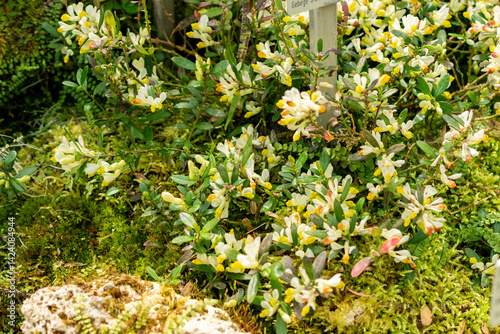 Shrubby milkwort or Polygala Chamaebuxus plant in Saint Gallen in Switzerland 21.3.2025 photo