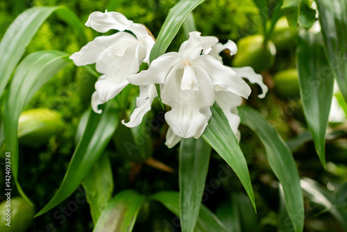Coelogyne Cristata plant in Saint Gallen in Switzerland 21.3.2025
