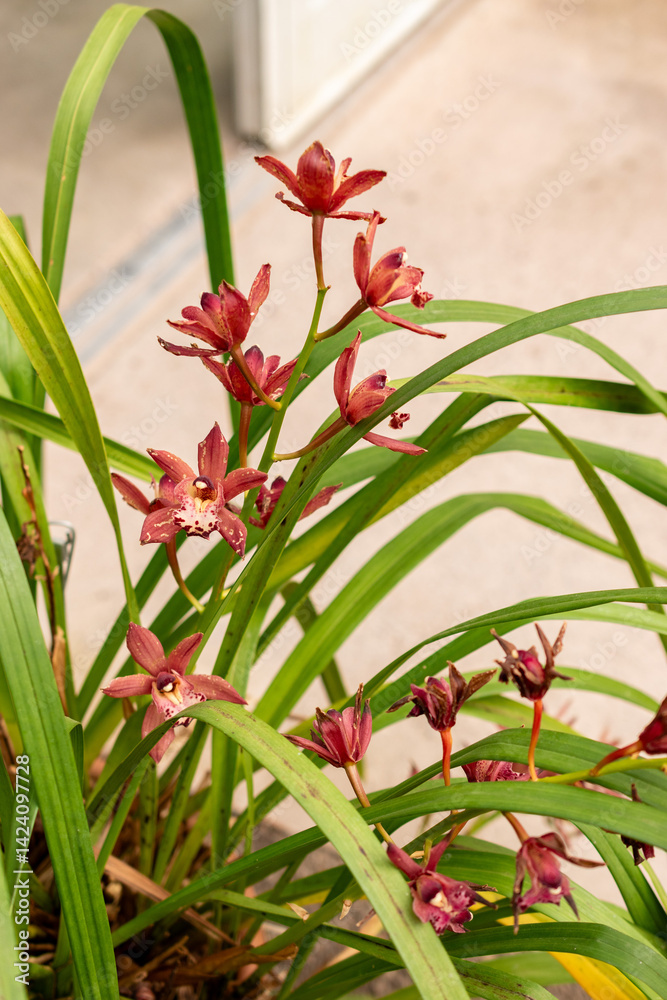 Fototapeta premium Cymbidium flowers in Saint Gallen in Switzerland 21.3.2025