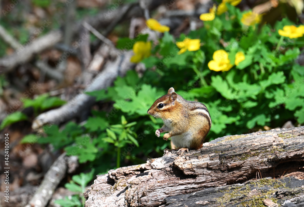 Chipmunk sitting on a log in the woods with wildflowers Chipmunk sitting on a log in the woods with wildflowers