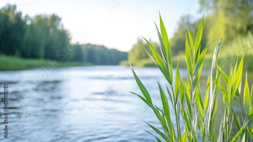 Lush green reeds by a calm river, serene summer landscape