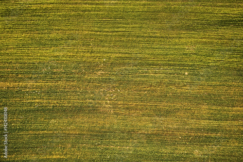 Obraz na plátně Top view: texture of mown grass in a meadow