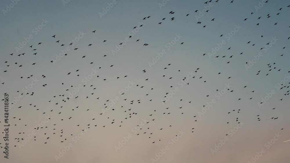 Birds gathering in the sky during sundown over a tranquil landscape Birds gathering in the sky during sundown over a tranquil landscape