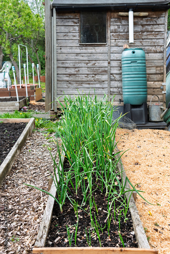 Wallpaper Mural Garlic growing in raised bed in the allotment Torontodigital.ca