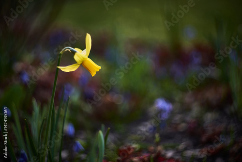 Daffodil