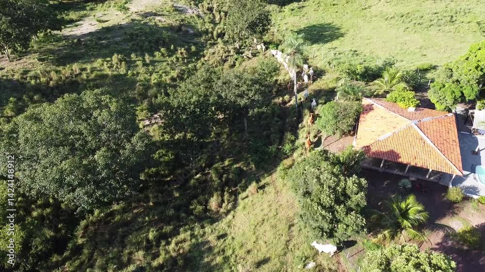 Gado correndo pelo pasto em Acorizal, Mato Grosso, Brasil
