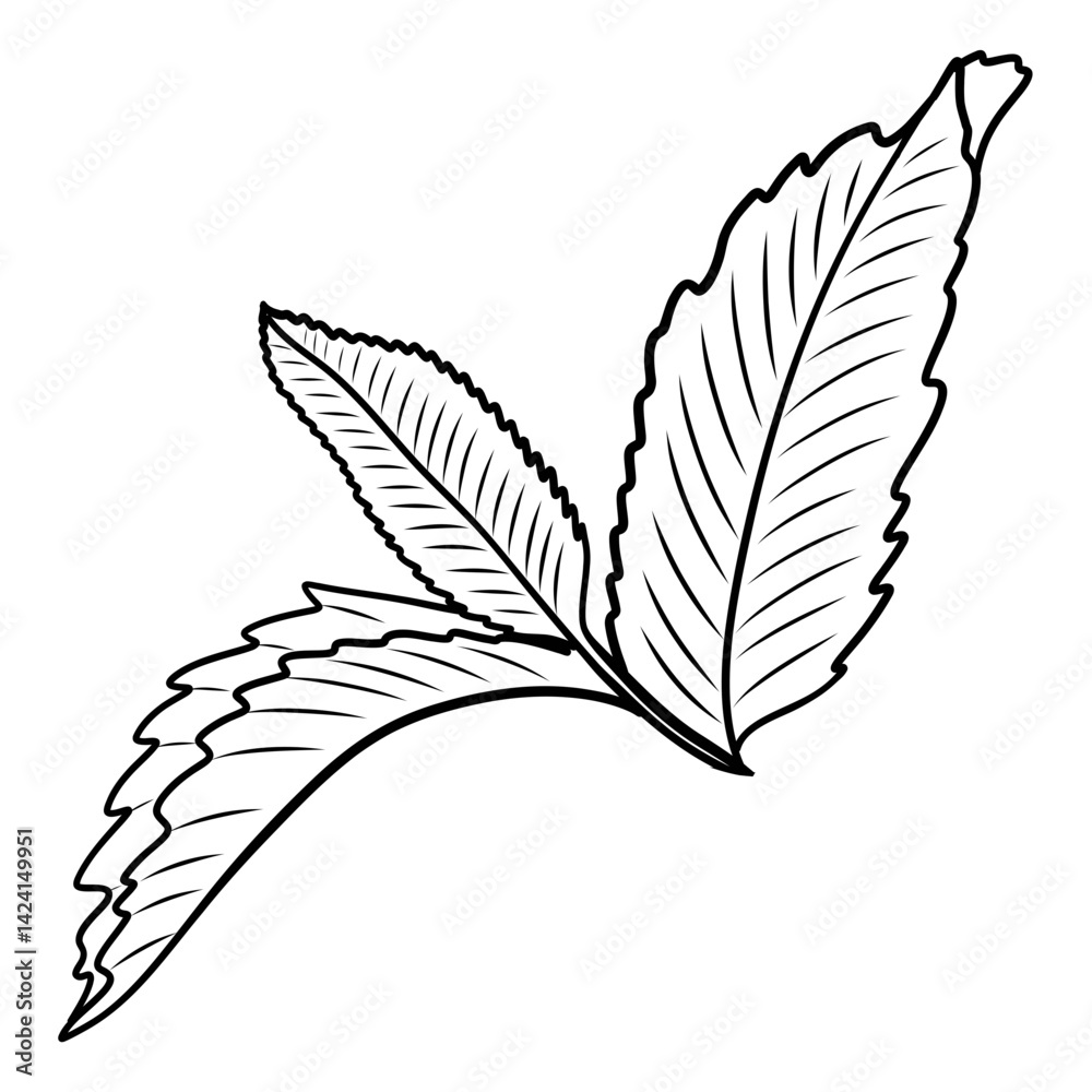 Obraz premium Sprig of mint vector illustration in sketch style. Hand drawn line art for packaging and design. Black and white vintage outline for recipes and cocktails