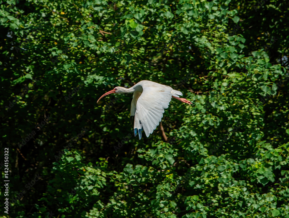 Ibis in flight over Brazos Bend State Park in Texas