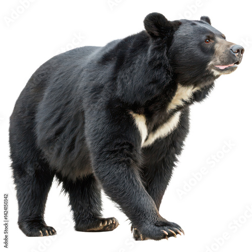 Asiatic black bear png bear portrait png wildlife mammal png transparent background image