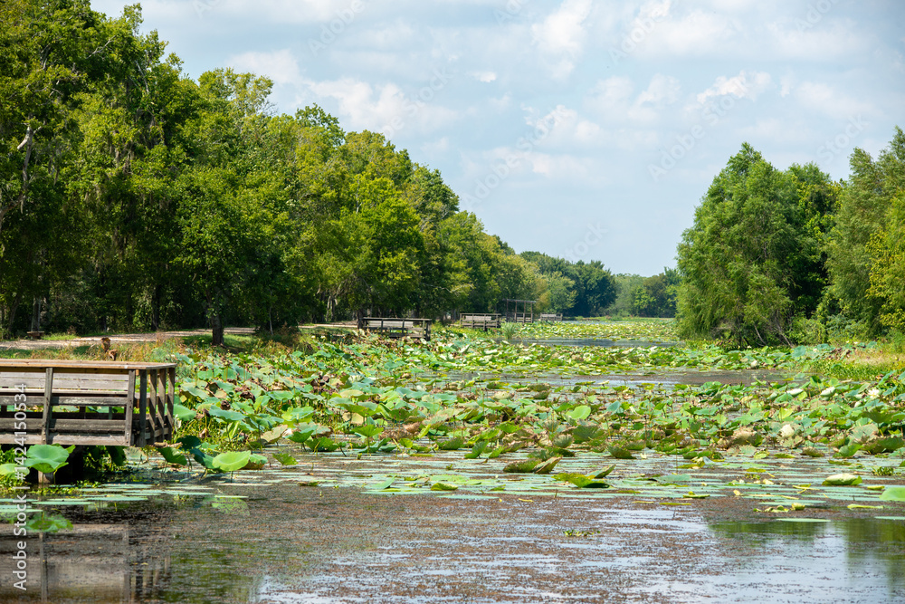 Brazos Bend State Park in Texas
