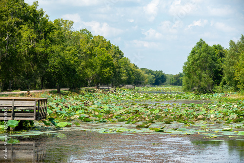 Obraz na płótnie Brazos Bend State Park in Texas w salonie