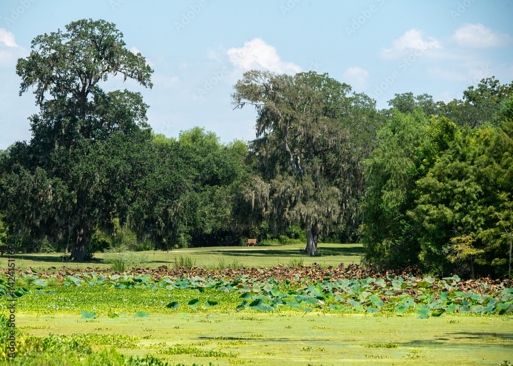 Brazos Bend State Park in Texas