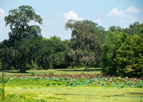 Obraz na płótnie Brazos Bend State Park in Texas w salonie