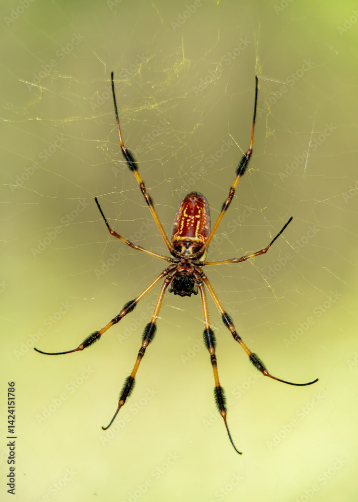 Golden silk orb-weaver