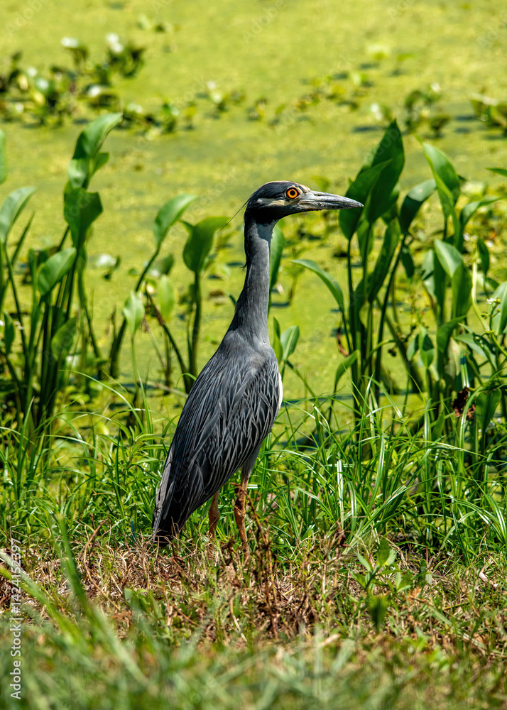 Yellow-crowned night heron at Brazos Bend State Park, Texas